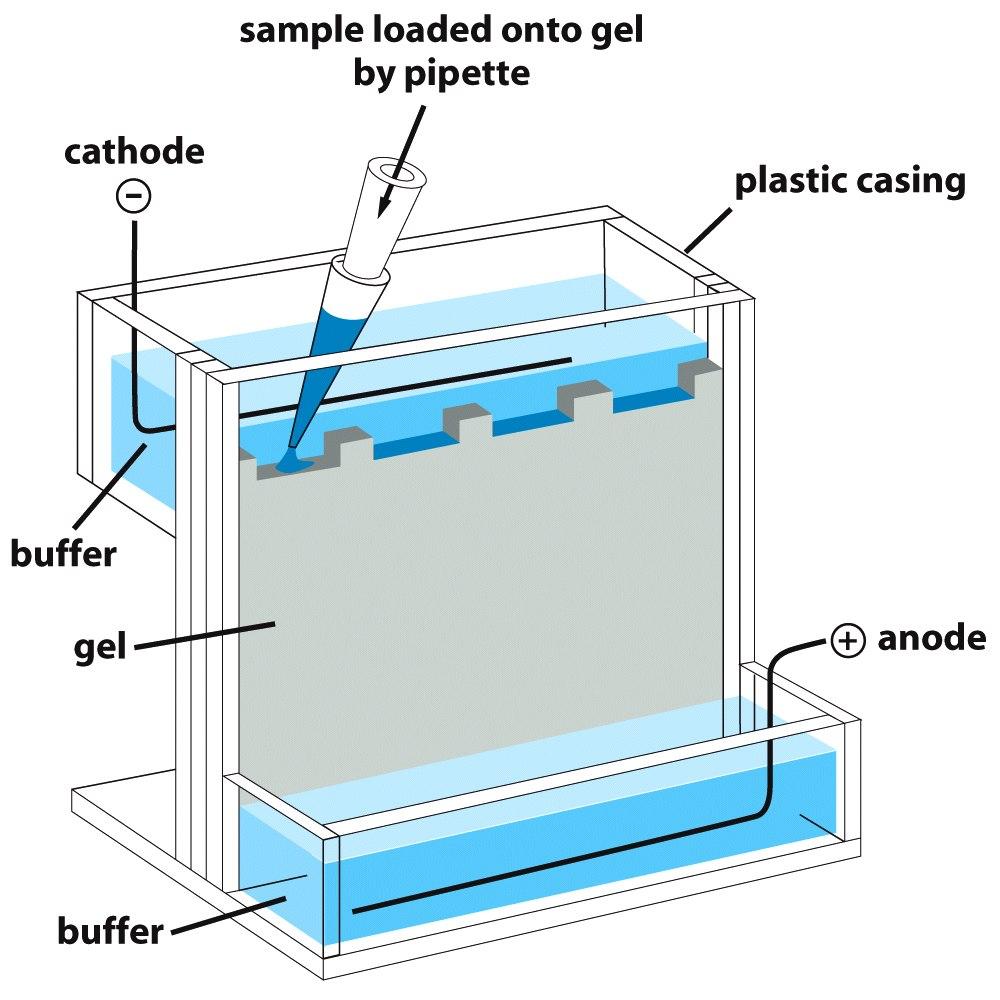 Figure 8-18a Molecular Biology