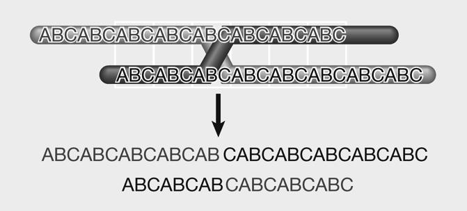 Il CROSSING OVER INEGUALE possibile grazie all esistenza di sequenze ripetute Unità ripetuta ABC 3a ripe.