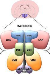 PVH N. Paraventricolari LHA Area Laterale DMH Area DorsoMediale VMH Area VentroMediale ARC N.