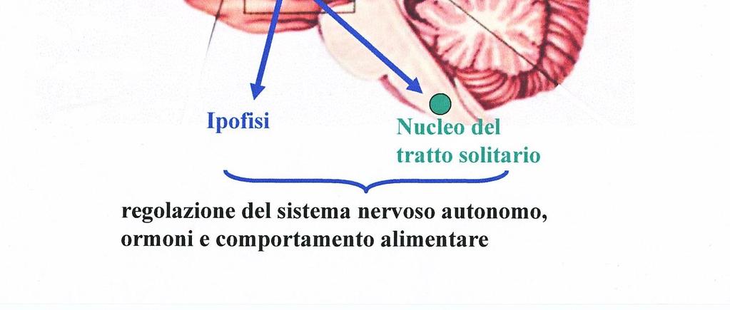 che coesprimono la proopiomelanocortina