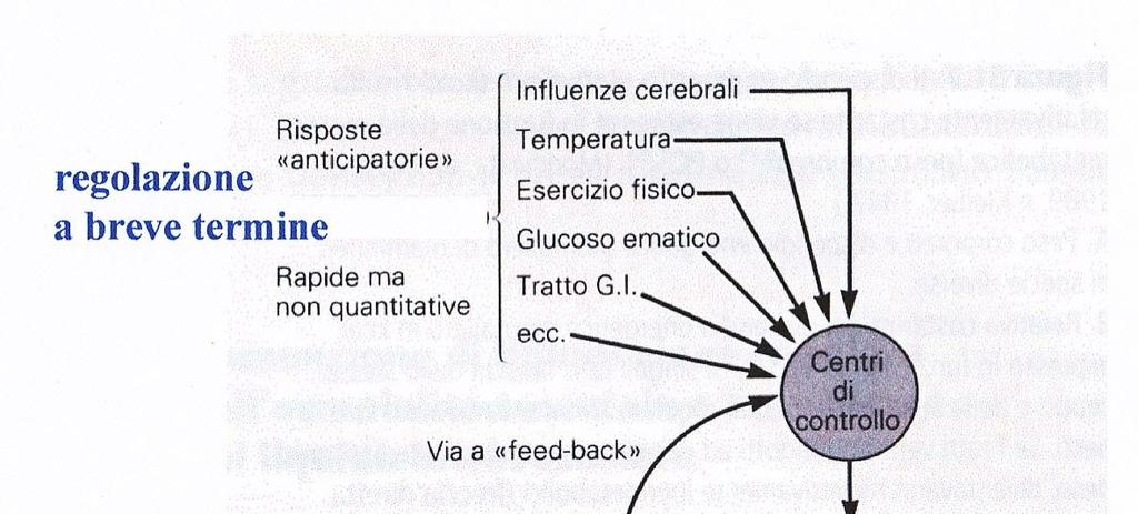 Regolazione a breve termine Fame e Sazietà Regola l assunzione di cibo