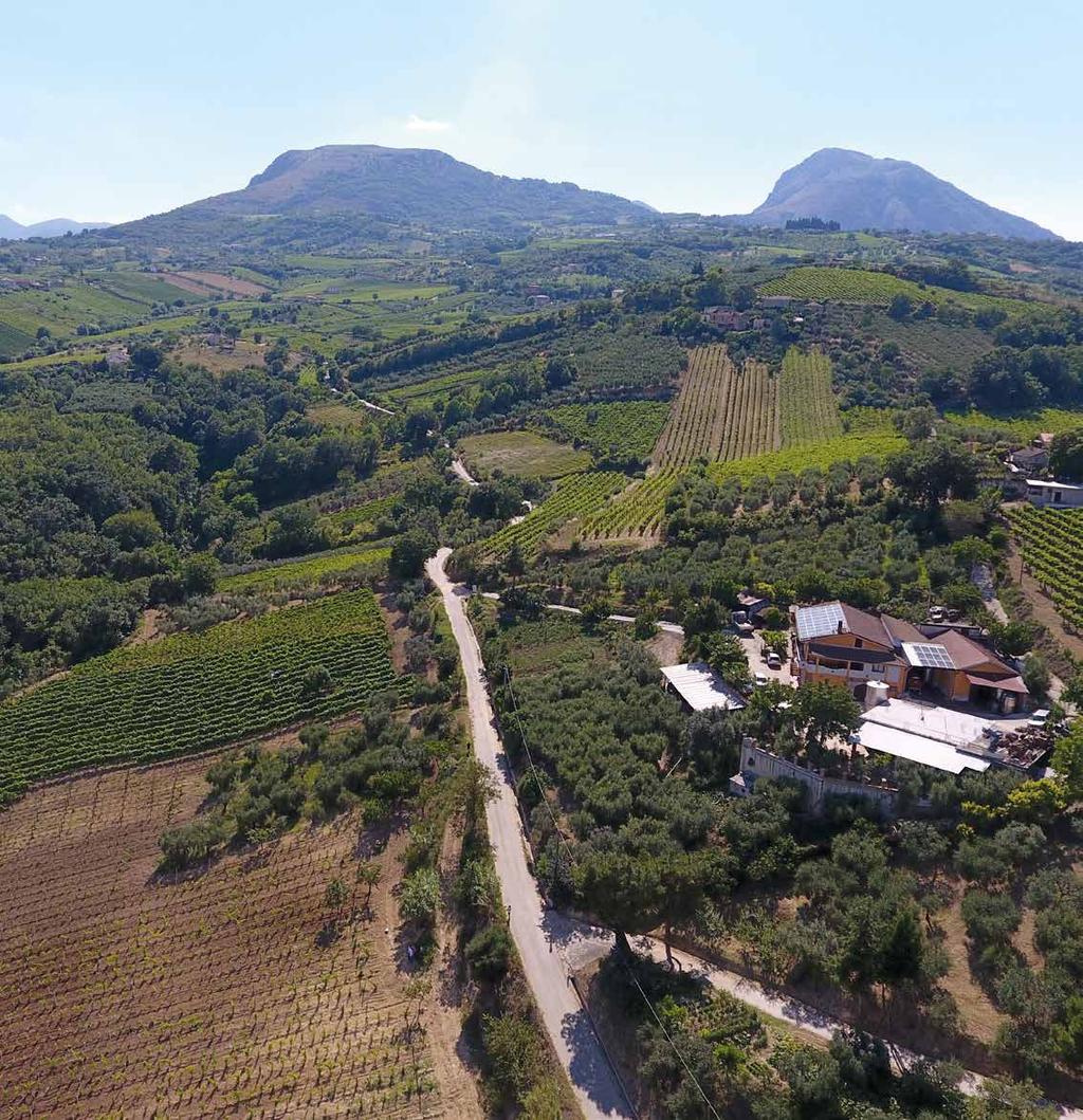 Il nostro giardino alle pendici del Taburno: 13 ettari di vigne ombreggiate dal Taburno.