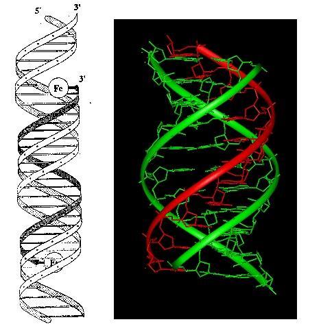 Dna a tripla elica.