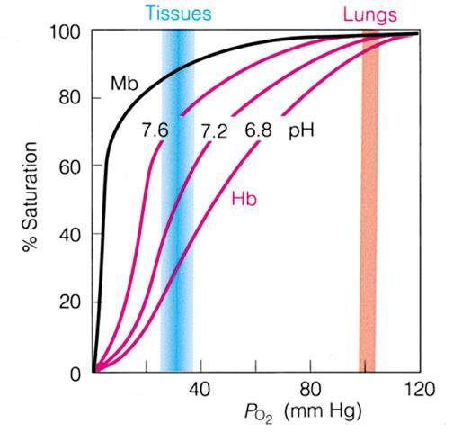 Effettori allosterici dell emoglobina O 2 H + (ph) CO 2 2,3-bisfosfoglicerato Regolano la transizione allosterica tra stato ad alta affinità e bassa affinità, aumentando l efficienza dell Hb nel