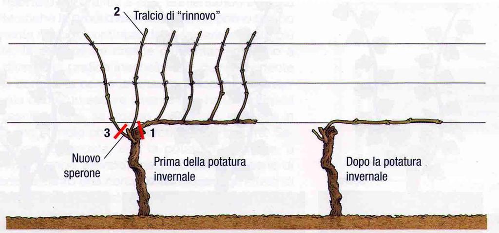 FERTILITÀ e POTATURA