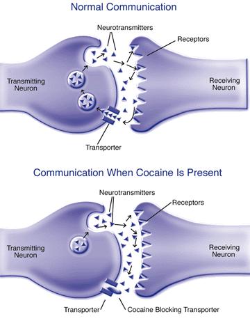 La cocaina blocca il reuptake presinaptico di: Dopamina Serotonina Noradrenalina Induce la liberazione di dopamina dei neuroni dell area ventrale tegmentale del