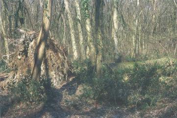 Albero schiantato nella foresta di Bialowieza Esempio di albero abbattuto per il ripristino del legno morto Bosco Fontana Lo studio delle foreste vetuste