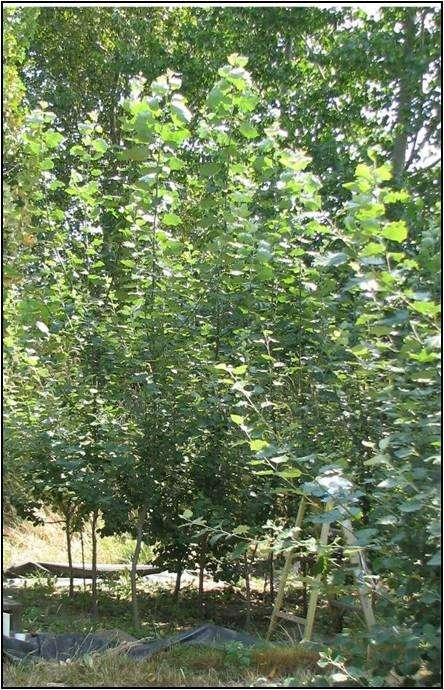 Biotecnologie per l ambiente: alberi forestali biotech per la fitodepurazione Una applicazione è l utilizzo delle piante forestali biotech per risanare i terreni da inquinamento dovuto a TCE TCE