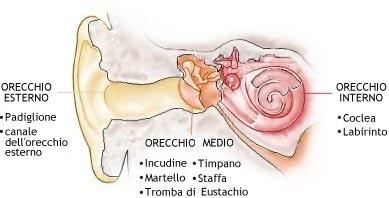 L ORECCHIO Gli impulsi giunti all orecchio interno, viaggiando lungo terminazioni nervose, raggiungono il nervo acustico che li trasporta al cervello, dove vengono riconosciuti come suoni.