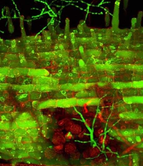 e di interazione complementari Propoaguli attivi + Molecole Bioattive (metaboliti