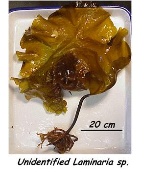 Una pletora di principi non microbici Estratti botanici, ricino, cedro, cannella,