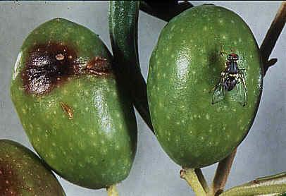 Mosca dell olivo Bactrocera (Dacus) oleae DIFESA
