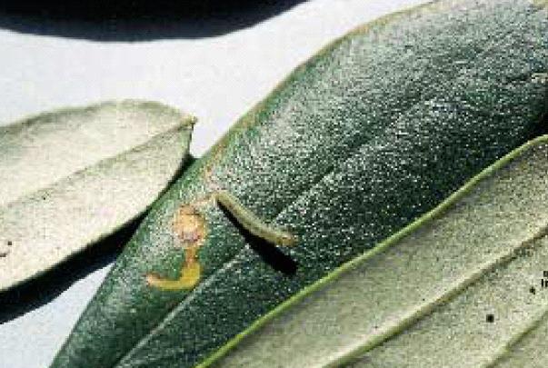 Tignola dell olivo Prays oleae 1 generazione antofaga (aprile-luglio)
