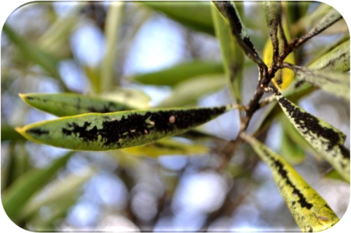 Cocciniglia mezzo grano di pepe Saissetia