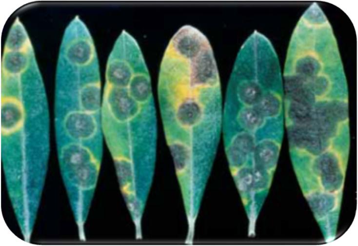 Occhio di pavone Spilocaea oleaginea Le foglie ingialliscono progressivamente,