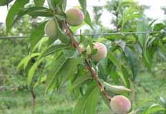 10 Carico produttivo corretto MELO Su melo questa operazione è fondamentale sulle piante in allevamento ed in particolare sulla varietà come Fuji soggetta ad alternanza produttiva.