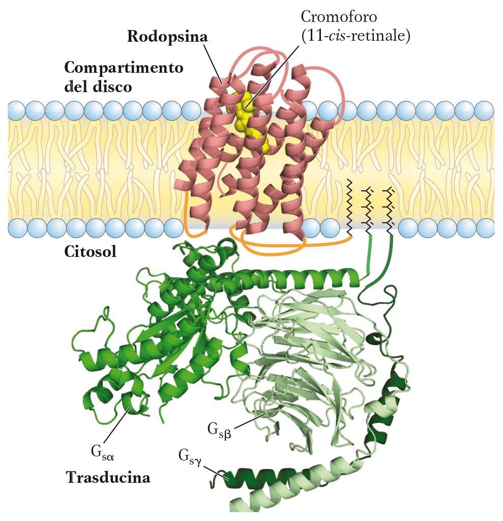 Complesso recettore rodopsina e trasducina Nelson & Cox