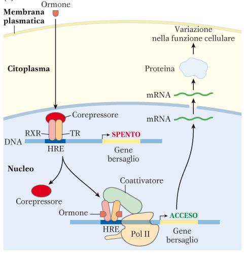 RECETTORI ETERODIMERICI DEGLI ORMONI STEROIDEI Nelson & Cox I principi di Biochimica di