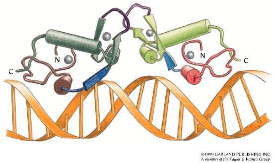 Homodimeric nuclear receptors are made of two identical