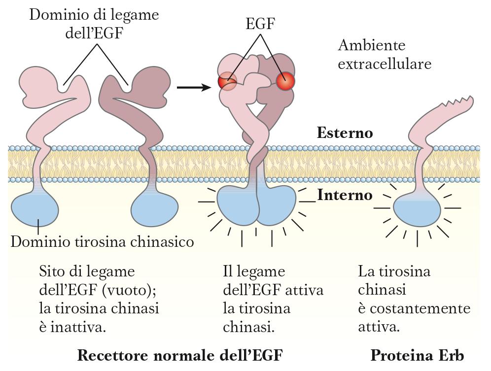 Recettore dell EGF mutato (proteina ErbB) Nelson & Cox I principi di Biochimica di Lehninger- Zanichelli 6