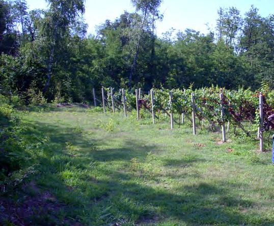 Caratteristiche vigneti progetto allevamento