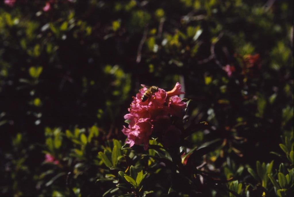 vuote I fiori producono nettare