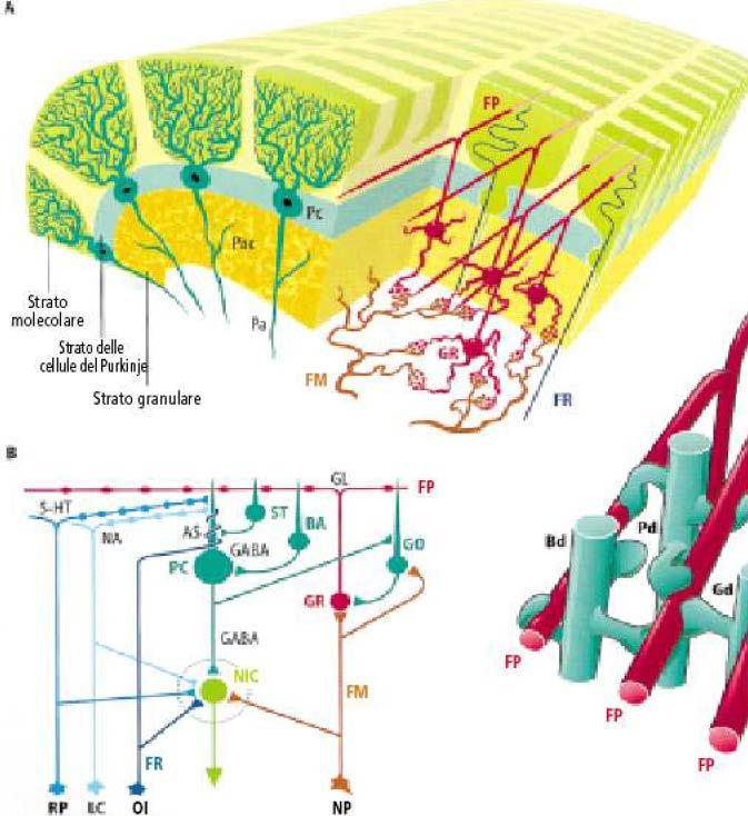 Apprendimento in altri termini significa calibrare i movimenti, se un movimento è sbagliato in un determinato contesto il cervelletto se ne accorge, apprende, capisce lo sbaglio, modifica la sua