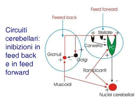 potenti flussi di ingresso di Ca 2+. Ovviamente queste informazioni sono delle semplificazioni, i dettagli in più li farete da soli.