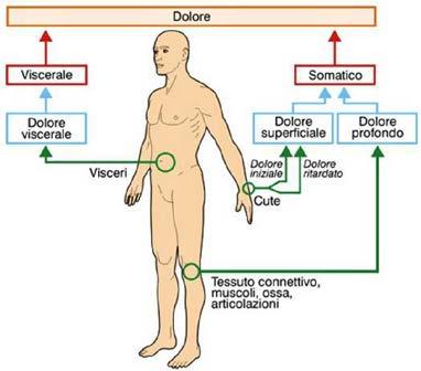 sede di insorgenza: distinguiamo, a tal proposito, un dolore che nasce: - dalla sensibilità viscerale, - un dolore somatico che può essere a sua volta: o profondo (dal muscolo, dal tendine, dai