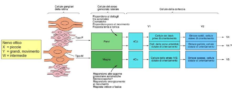 proietta alla corteccia visiva primaria, V1 (appartenente al lobo occipitale, intorno alla scissura calcarina), costituita da sei lamine (indicate con i numeri da I a VI a partire da quella più