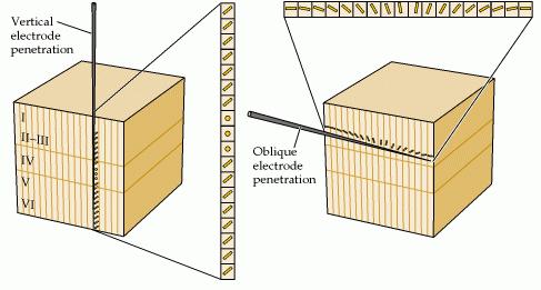 Più cellule corticali complesse, sensibili questa volta ad orientamenti diversi perché con campi recettivi organizzati lungo assi diversi, contattano una cellula corticale iper-complessa: quest