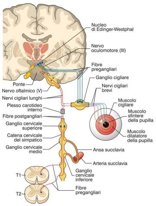 RIFLESSI OCULARI Si consideri in premessa il fatto che non tutte le fibre del tratto ottico contattano il corpo genicolato laterale.