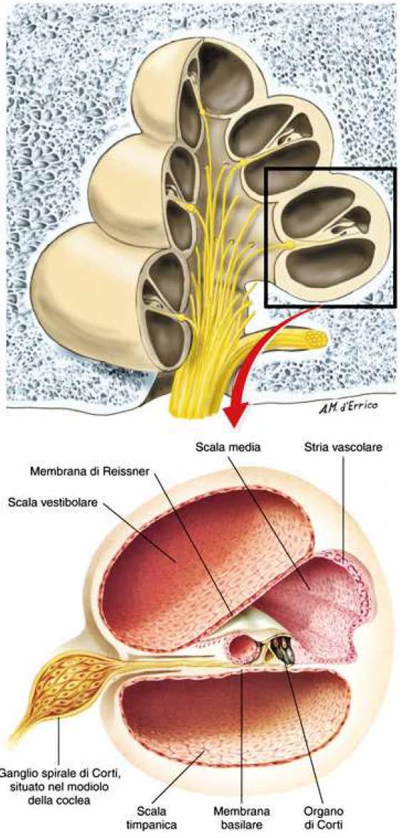 Orecchio medio L oscillazione della membrana del timpano, fa vibrare una serie di ossicini, martello incudine e staffa, quest ultima, inserendosi con la base nell orecchio interno, è in grado di