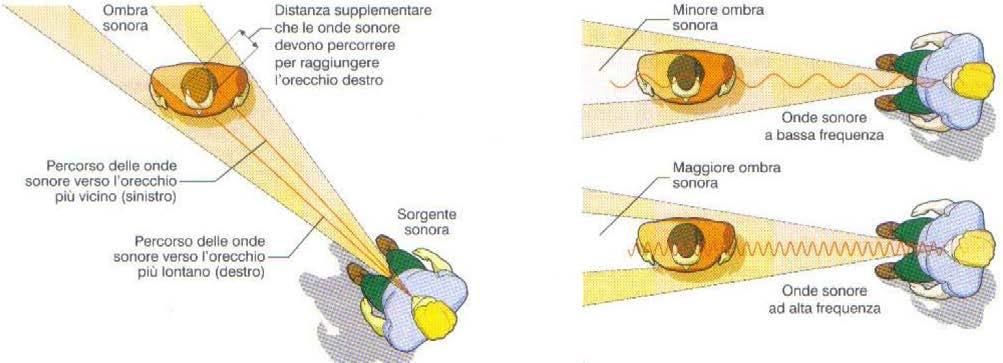 se lo stimolo acustico non aveva raggiunto contemporaneamente le cellule sensoriali delle due orecchie, ma, ad esempio, aveva attivato prima quelle dell orecchio di destra (perché la sua fonte si