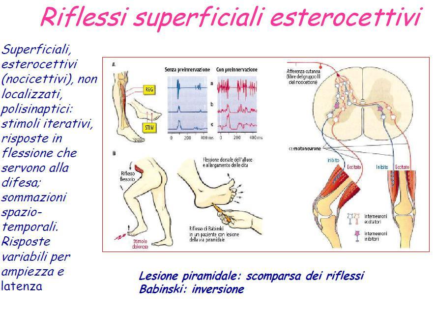 Nascono per attivazione di recettori di superficie, soprattutto tattili e dolorifici. È esterocettivo perché viene dall esterno.