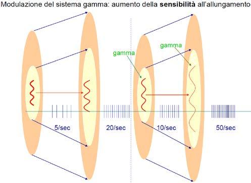 Dove non c è attività γ, il muscolo viene allungato abbastanza e anche la componente centrale. Quindi la frequenza di scarica passerà da 5m/s a 20m/s.