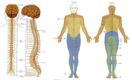 Facendo una sezione trasversa del midollo spinale, si può osservare il mielomero. Si osservano fasci ascendenti, fasci discendenti, centri di riflessi.