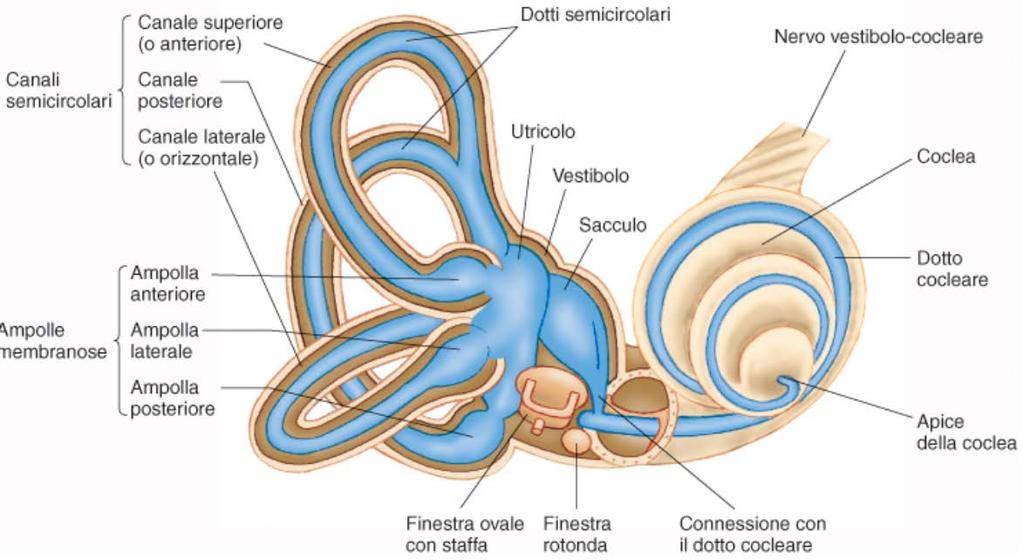 Qualsiasi lesione legata alla capsula esterna provoca un incremento del tono γ ed il soggetto ha un estrema difficoltà nel rilassarsi, gli arti sono ipercontratti ed una classica posizione di