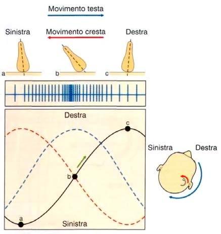 GUADAGNO E FASE Voglio analizzare come risponde questo sistema nel tempo. Un sistema può rispondere diversamente a seconda del segnale che entra e in particolare in relazione al segnale.