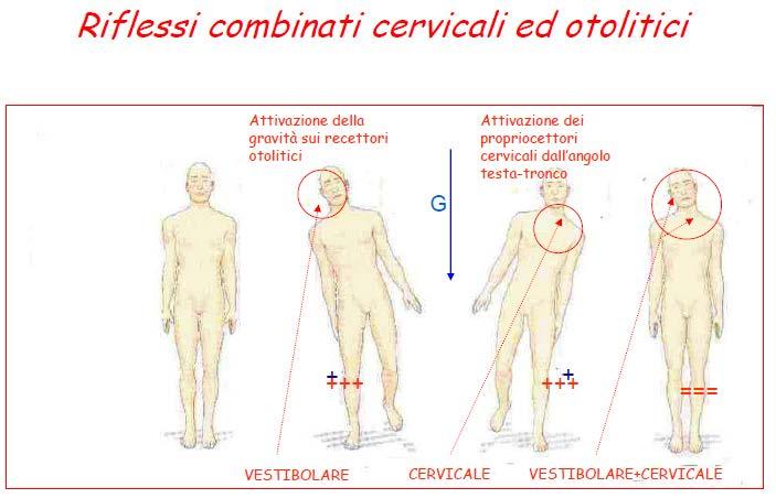 testa del neonato si ha lo spostamento degli arti, uno flette e l altro estende a seconda della posizione in cui si trovano. Questi sono i riflessi del bambino che si evocano poco dopo la nascita.