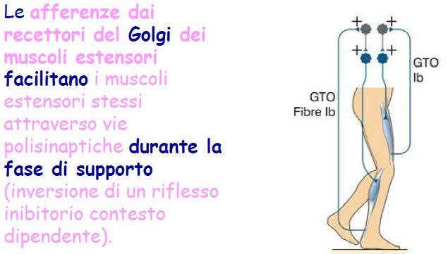 2. Secondo: sistema sensoriale, gli organi, i muscoli, le linee, il Golgi, (che sentono la forza muscolare, il riflesso famoso inverso che riduceva la forza muscolari qui cambia completamente tutto).