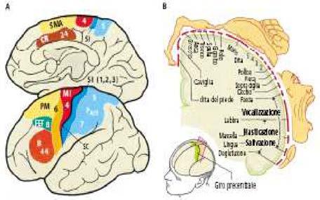 Gli schemi motori (le sequenze delle varie attivazioni nel tempo per attivare quel gesto) contenuti in queste aree sono riguardanti movimenti grossolani, generali, poco fini e limitati a circoscritte