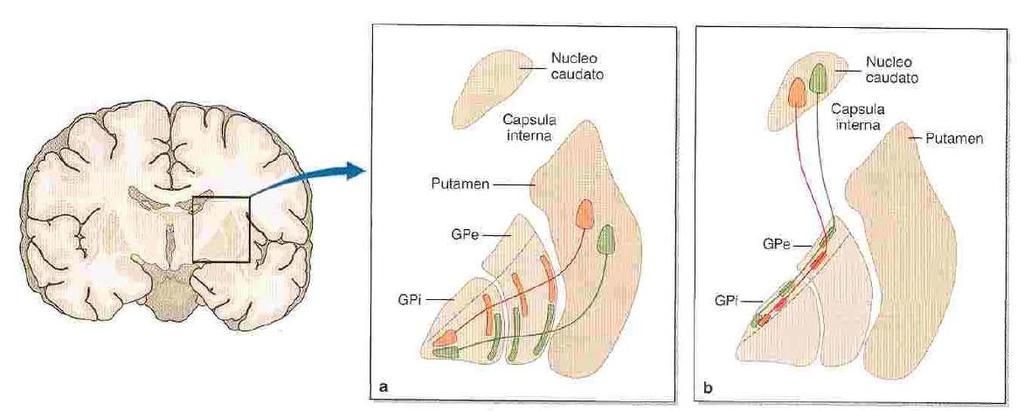 NUCLEI DELLA BASE L aspetto interessante dei gangli è che attraverso queste loop, queste connessioni, intervengono sul piano motorio selezionando il programma di atti motori da eseguire in un dato