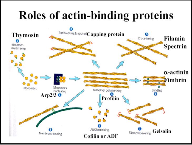 Proteine associate all Actina «Actin Binding Proteins» (ABPs) (incluso proteine