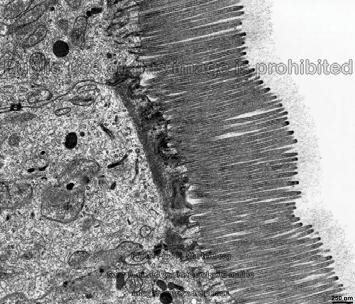 Microvilli http://media.gettyimages.