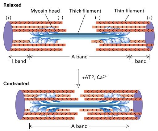 Contrazione del muscolo scheletrico I filamenti