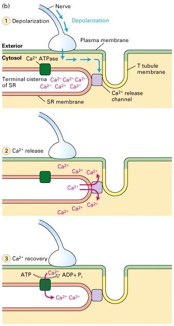 Ruolo del Calcio La contrazione muscolare è scatenata da un aumento del Ca 2+ citosolico (proveniente dai depositi intracellulari di Ca 2+ all interno del reticolo sarcoplasmatico reticolo