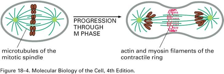 in filamenti di actina e miosina II divide la cellula in