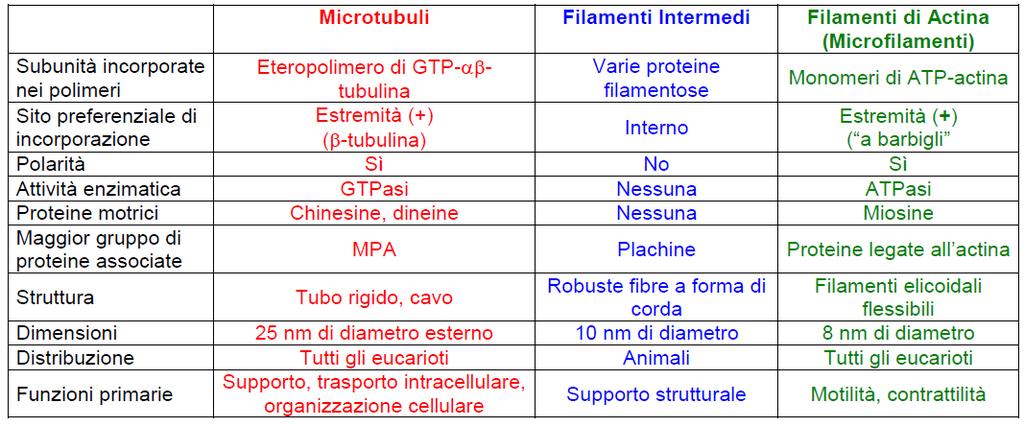 PROPRIETA DEI MICROTUBULI, FILAMENTI INTERMEDI E FILAMENTI DI ACTINA Da G.