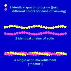 La singola proteina di actina è detta actina globulare (G actina) a causa della sua conformazione.